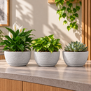 Vaso Decorativo para Plantas com Prato