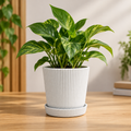 Kit Cachepôs Decorativos Nórdicos com Bandeja – 1, 3 ou 5 Peças